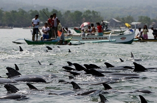 delfines-varados.jpg