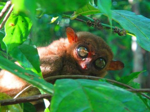 tarsier-bohol.jpg